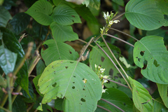 Gymnostachyum latifolium